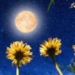 Crystals for a Fresh Start Under the Cancer New Moon