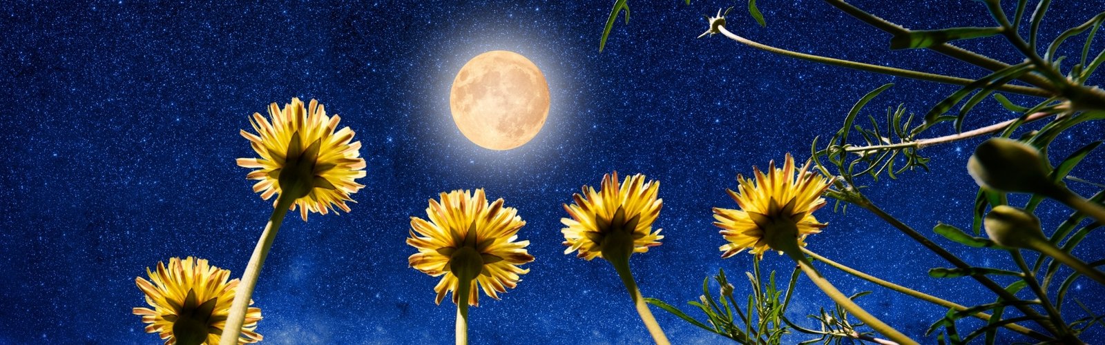 The Strawberry Full Moon in Capricorn
