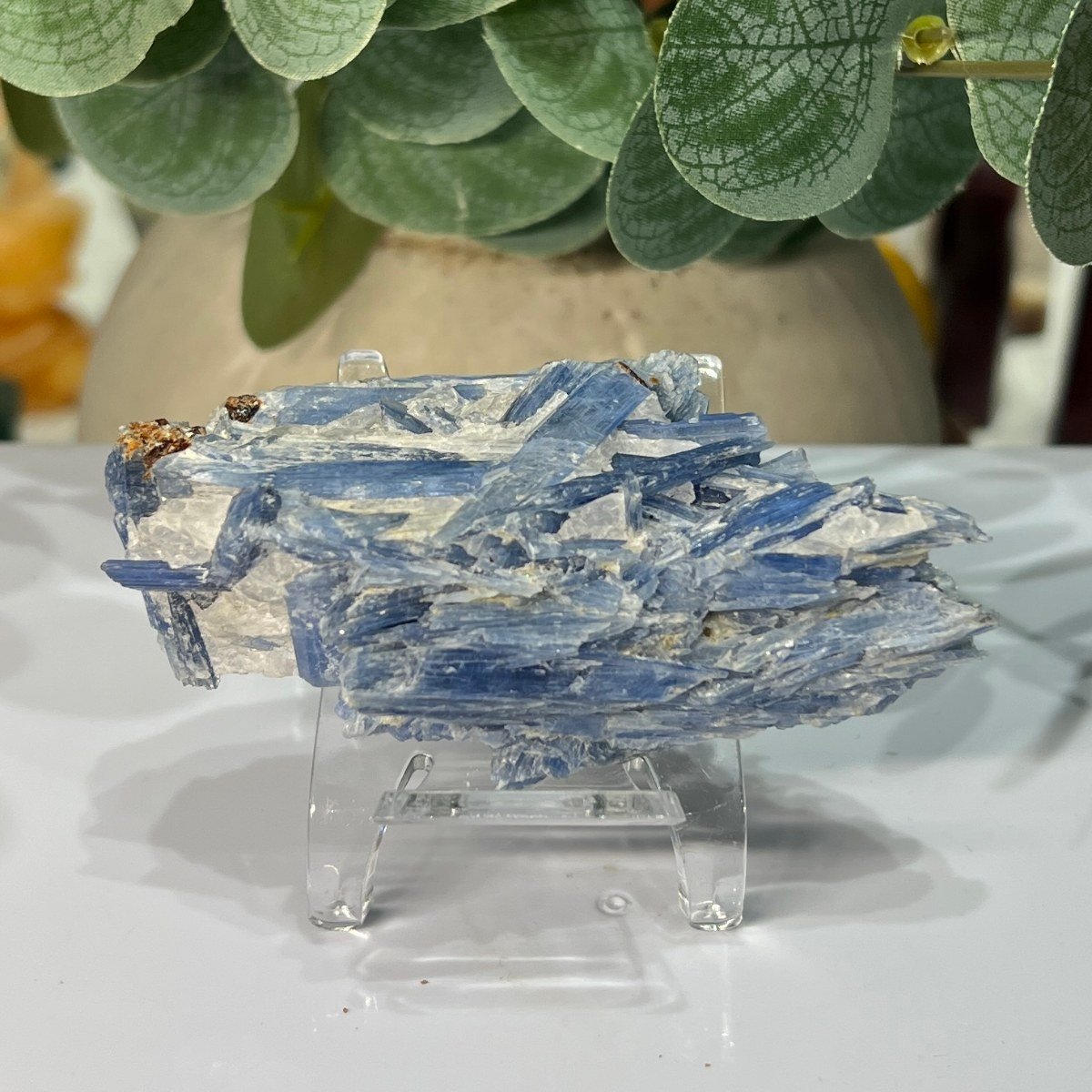 Blue kyanite specimen with blue blades fanning across white quartz