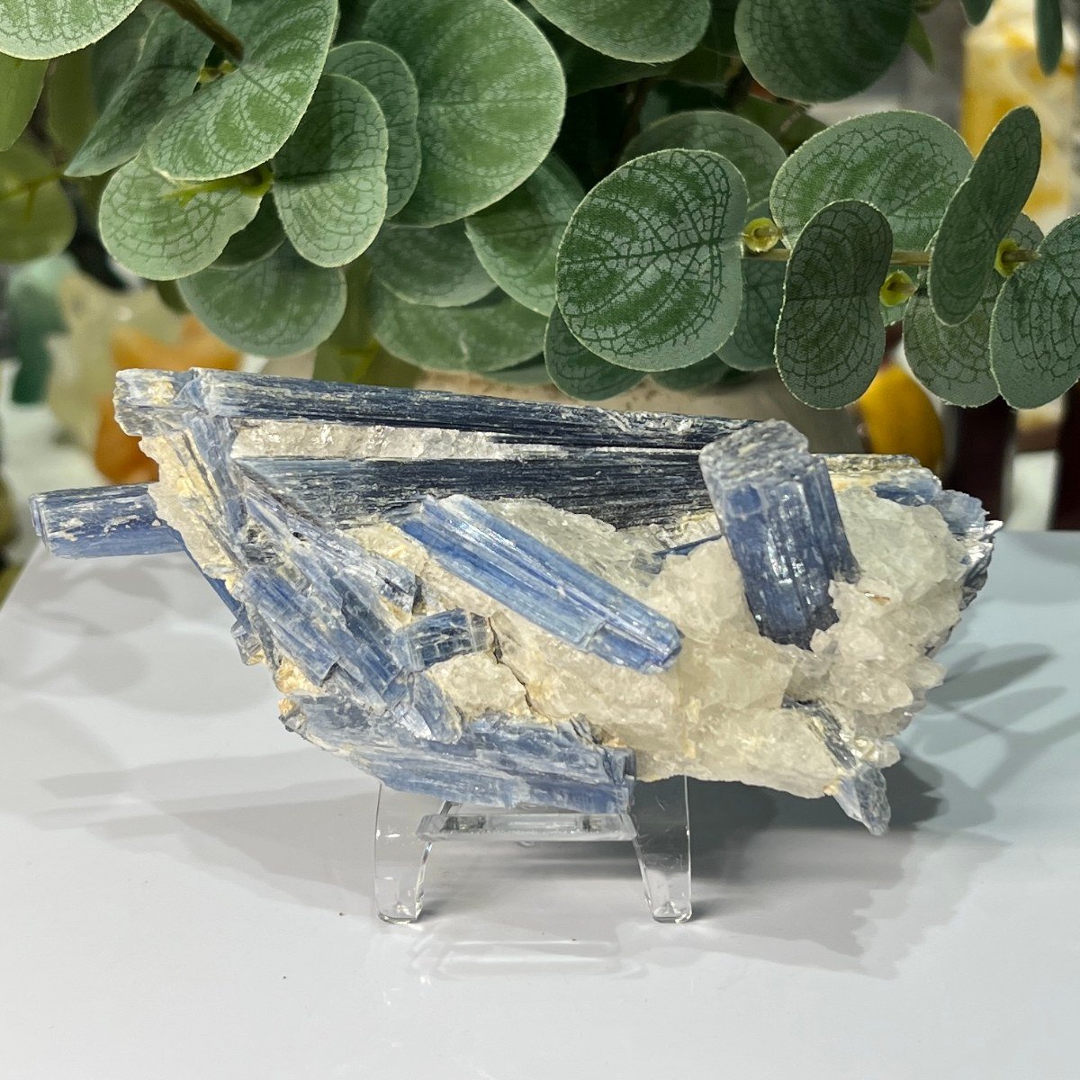 Blue kyanite specimen with long blue blades on white quartz